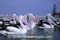 Australian Pelicans (Pelecanus conspicillatus), resting on the surface of the ocean. This large water bird is found throughout Australia and New Guinea. Also in Fiji and parts of Indonesia and New Zealand. Central New South Wales coast, Australia.
