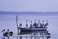 Australian Pelicans (Pelecanus conspicillatus), resting on a boat at the central coast od New South Wales, Australia. This large water bird is found throughout Australia and New Guinea. Also in Fiji and parts of Indonesia and New Zealand.