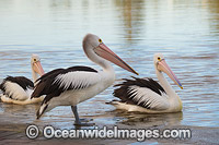 Australian Pelican (Pelecanus conspicillatus). This large water bird is found throughout Australia and New Guinea. Also in Fiji and parts of Indonesia and New Zealand. Photo taken at Central Coast, NSW, Australia.