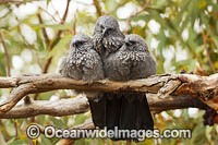 Apostlebird (Struthidea cinerea), trio resting on a branch. Found in open forests, woodlands and river margins of open dry country of eastern inland Australia. Photo taken in Silverton, NSW, Australia.