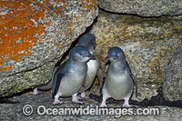Fairy Penguin (Eudyptula minor). Also known as Fairy Penguin, is the world's smallest species of Penguin. Found on the coastlines of southern Australia and New Zealand, with possible records from Chile. Photo taken at Bicheno, Tasmania, Australia.