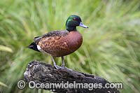 Chestnut teal (Anas castanea), male. Found in south-eastern and south-western Australia, while vagrants may occur elsewhere. Australia.