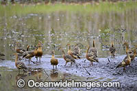 Plumed Whistling Ducks (Dendrocygna eytoni). Hasties Swamp National Park. Atherton Tablelands, north Queensland, Australia