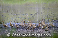 Plumed Whistling Ducks (Dendrocygna eytoni). Hasties Swamp National Park. Atherton Tablelands, north Queensland, Australia