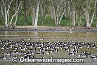 Plumed Whistling Ducks (Dendrocygna eytoni) and Magpie Goose (Anseranas semipalmata). Hasties Swamp National Park. Atherton Tablelands, north Queensland, Australia