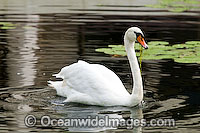 Mute Swan (Cygnus olor). Found around rivers and ornamental ponds and lakes throughout Australia. Introduced to Australia
