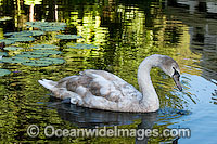 Mute Swan (Cygnus olor) - immature adult. Found around rivers and ornamental ponds and lakes throughout Australia. Introduced to Australia