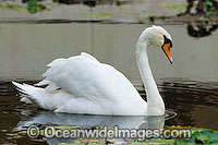 Mute Swan (Cygnus olor). Found around rivers and ornamental ponds and lakes throughout Australia. Introduced to Australia