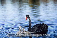 Black Swan (Cygnus atratus) - with cygnets. Black Swans feed on aquatic vegetation and can be found throughout Australia in wetlands, including lakes, flooded pastures and estuaries.