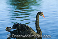Black Swan (Cygnus atratus). Black Swans feed on aquatic vegetation and can be found throughout Australia in wetlands, including lakes, flooded pastures and estuaries.