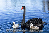 Black Swan (Cygnus atratus) - with cygnets. Black Swans feed on aquatic vegetation and can be found throughout Australia in wetlands, including lakes, flooded pastures and estuaries.