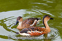 Wandering Whistling Duck (Dendrocygna arcuata). Found in tropical and sub-tropical wetlands throughout Australia, Indonesia, Pilippines, Papua New Guinea and the Pacific Islands