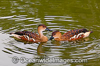 Wandering Whistling Duck (Dendrocygna arcuata). Found in tropical and sub-tropical wetlands throughout Australia, Indonesia, Pilippines, Papua New Guinea and the Pacific Islands