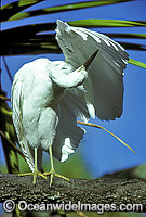 Eastern Reef Egret (Egretta sacra). Also known as Reef Heron. Heron Island, Great Barrier Reef, Queensland, Australia