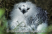 Red-tailed Tropicbird (Phaeton rubricauda) nestling chick. Lord Howe Island, New South Wales, Australia