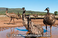 Emus (Dromaius novaehollandiae) - wallowing in a rain puddle. Common throughout Australia in habitat ranging from semi-arid grasslands, scrublands, open woodlands to tall dense forests. Photo taken Gingandra, New South Wales, Australia