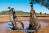 Emus (Dromaius novaehollandiae) - wallowing in a rain puddle. Common throughout Australia in habitat ranging from semi-arid grasslands, scrublands, open woodlands to tall dense forests. Photo taken Gingandra, New South Wales, Australia