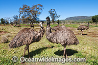 Emu flock (Dromaius novaehollandiae). Common throughout Australia in habitat ranging from semi-arid grasslands, scrublands, open woodlands to tall dense forests. Photo taken Gilgandra, New South Wales, Australia