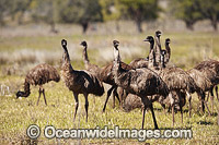 Emu (Dromaius novaehollandiae) - flock of one year old juveniles. Common throughout Australia in habitat ranging from semi-arid grasslands, scrublands, open woodlands to tall dense forests. Photo taken Gilgandra, New South Wales, Australia