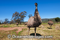 Emu (Dromaius novaehollandiae) - adult male sitting on nest of eggs. Common throughout Australia in habitat ranging from semi-arid grasslands, scrublands, open woodlands to tall dense forests. Photo taken Gilgandra, New South Wales, Australia