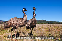 Emus (Dromaius novaehollandiae). Common throughout Australia in habitat ranging from semi-arid grasslands, scrublands, open woodlands to tall dense forests. Photo taken Gilgandra, New South Wales, Australia