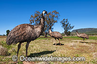 Emus (Dromaius novaehollandiae). Common throughout Australia in habitat ranging from semi-arid grasslands, scrublands, open woodlands to tall dense forests. Photo taken Gilgandra, New South Wales, Australia