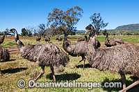 Emu flock (Dromaius novaehollandiae). Common throughout Australia in habitat ranging from semi-arid grasslands, scrublands, open woodlands to tall dense forests. Photo taken Gilgandra, New South Wales, Australia