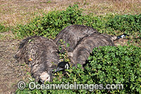 Emu (Dromaius novaehollandiae) - 3 adult males sitting on a nest on an Emu Farm. On Emu farms more than one male bird will often share the nest, but in the wild only one male sits on the nest. Gilgandra, New South Wales, Australia