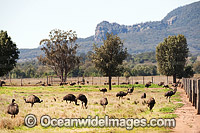 Emu flock (Dromaius novaehollandiae) - adult birds grazing on an Emu Farm. Gilgandra, New South Wales, Australia