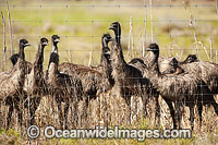 Emu flock (Dromaius novaehollandiae) - one year old juveniles fenced in on an Emu Farm. Gilgandra, New South Wales, Australia
