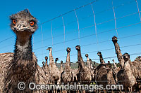 Emu flock (Dromaius novaehollandiae) - one year old juveniles fenced in on an Emu farm with adult bird in foreground. Gilgandra, New South Wales, Australia