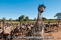 Emu flock (Dromaius novaehollandiae) - one year old juveniles fenced in on an Emu farm with adult bird in foreground. Gilgandra, New South Wales, Australia