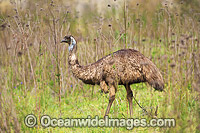 Emu (Dromaius novaehollandiae). Common throughout Australia in habitat ranging from semi-arid grasslands, scrublands, open woodlands to tall dense forests. Photo taken at Warrumbungle National Park, New South Wales, Australia.
