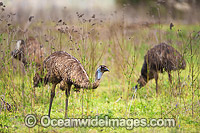 Emus (Dromaius novaehollandiae). Common throughout Australia in habitat ranging from semi-arid grasslands, scrublands, open woodlands to tall dense forests. Photo taken at Warrumbungle National Park, New South Wales, Australia.