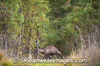 Emu (Dromaius novaehollandiae). Common throughout Australia in habitat ranging from semi-arid grasslands, scrublands, open woodlands to tall dense forests. Photo taken at Warrumbungle National Park, New South Wales, Australia.