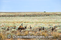 Emu (Dromaius novaehollandiae), adult male with chicks. Common throughout Australia in habitat ranging from semi-arid grasslands, scrublands, open woodlands to tall dense forests. Photo taken near Broken Hill, New South Wales, Australia.