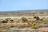 Emu (Dromaius novaehollandiae), adult male with chicks. Common throughout Australia in habitat ranging from semi-arid grasslands, scrublands, open woodlands to tall dense forests. Photo taken near Broken Hill, New South Wales, Australia.