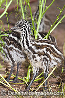 Emu (Dromaius novaehollandiae), chicks. Common throughout Australia in habitat ranging from semi-arid grasslands, scrublands, open woodlands to tall dense forests. Photo taken at Emu Farm, near Gilgandra, New South Wales, Australia.