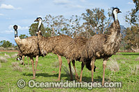 Emus (Dromaius novaehollandiae). Common throughout Australia in habitat ranging from semi-arid grasslands, scrublands, open woodlands to tall dense forests. Photo taken near Gilgandra, New South Wales, Australia.