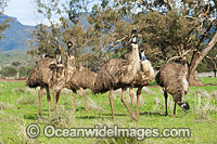 Emus (Dromaius novaehollandiae). Common throughout Australia in habitat ranging from semi-arid grasslands, scrublands, open woodlands to tall dense forests. Photo taken near Gilgandra, New South Wales, Australia.