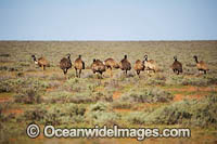 Flock of Emus (Dromaius novaehollandiae). Photographed in outback South Australia, near Olary. Australia. The Emu is common throughout Australia in habitat ranging from semi-arid grasslands, scrublands, open woodlands to tall dense forests.