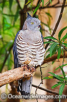 Pacific Baza (Aviceda subcristata). Found in coastal and subcoastal closed and open forests of eastern and northern Australia