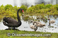 Black Swan (Cygnus atratus), with cygnets. Found throughout Australia in wetlands, including lakes, flooded pastures and estuaries. Photo taken on Swan River, Perth, Western Australia.