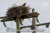 Osprey (Pandion haliaetus), in nest that is purched on a power pole. Found throught coastal Australia. Photo taken at Forster/Tuncurry, New South Wales, Australia.