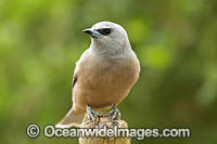 White-browed Woodswallow (Artamus superciliosus), female. Found in forests, woodlands, heath and spinifex throughout Australia.