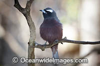 White-browed Woodswallow (Artamus superciliosus). Found in forests, woodlands, heath and spinifex throughout Australia.