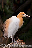 Cattle Egret (Bubulcus ibis), showing spiky orange-buff plumes during the breeding season. Found in the tropics, subtropics and warm temperate areas of Australia. Originally bird was native to Asia, Africa and Europe, but has now migrated worldwide.