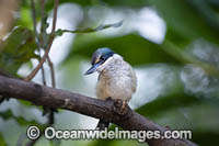 Sacred Kingfisher (Todiramphus sanctus). Found in mangroves, woodlands, forests, and river valleys in Australia, New Zealand, and other parts of the western Pacific.