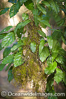 Yellow-throated Scrubwren (Sericornis citreogularis) nest. This bird contructs a nest of hanging moss, lichens and ferns and often makes its nest above rainforest streams. Photo taken at Lamington World Heritage National Park, Queensland, Australia.