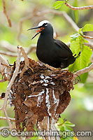 Black Noddy (Anous minutus) nesting in a Pisonia tree forest. Also known as White-capped Noddy. Found throughout Australia, and widespread in Pacific Ocean, central Atlantic and northeast Indian Ocean. Photo Heron Island, Great Barrier Reef, Australia